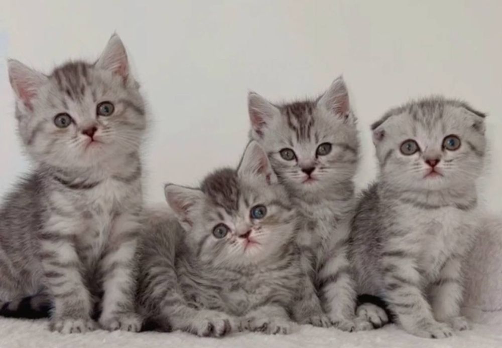 Скоттиш фолд кошка