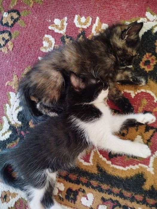 Котята мышеловы 1,5 месяца