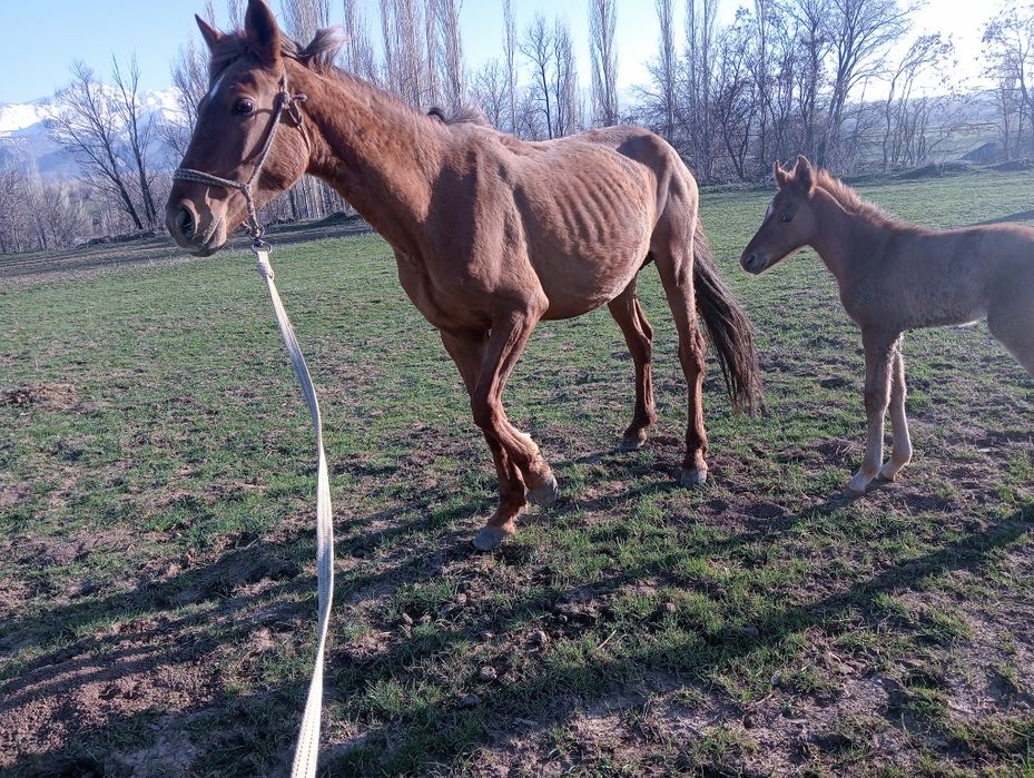 Құлынды бие биелер сауын міңгі