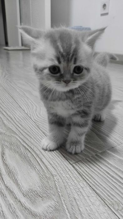 Котята шотландские