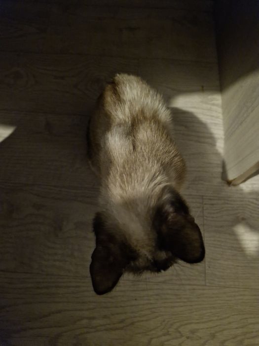 Потерялась кошка, имя ее Мышка