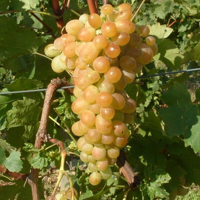Struguri de Vânzare/ Afuz Ali/ De Vin