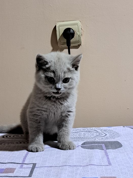 Котенок  3 месяца мугук бооаси