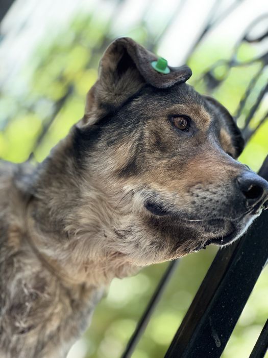 Гайда. Классная девочка. Для семьи. Рожать не будет.