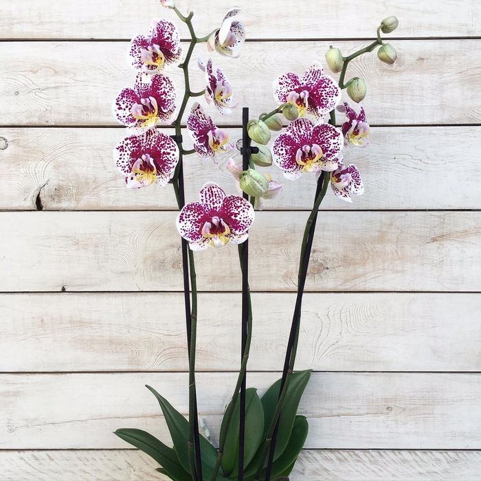 Орхидея, орхидеи!