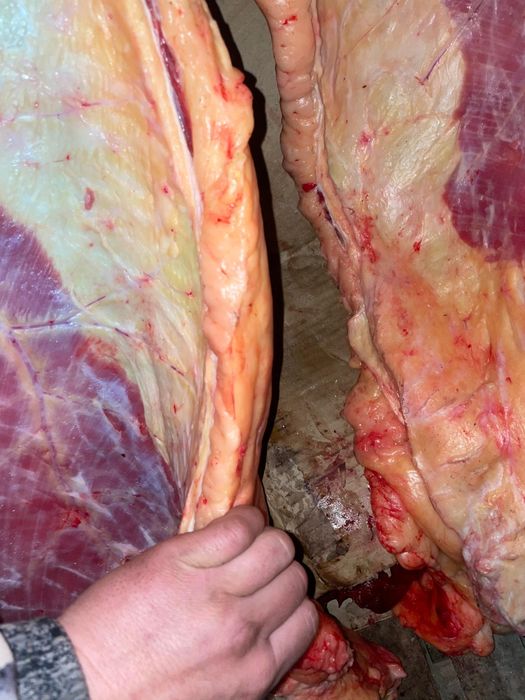 Семиз жылкы сатылады откорм