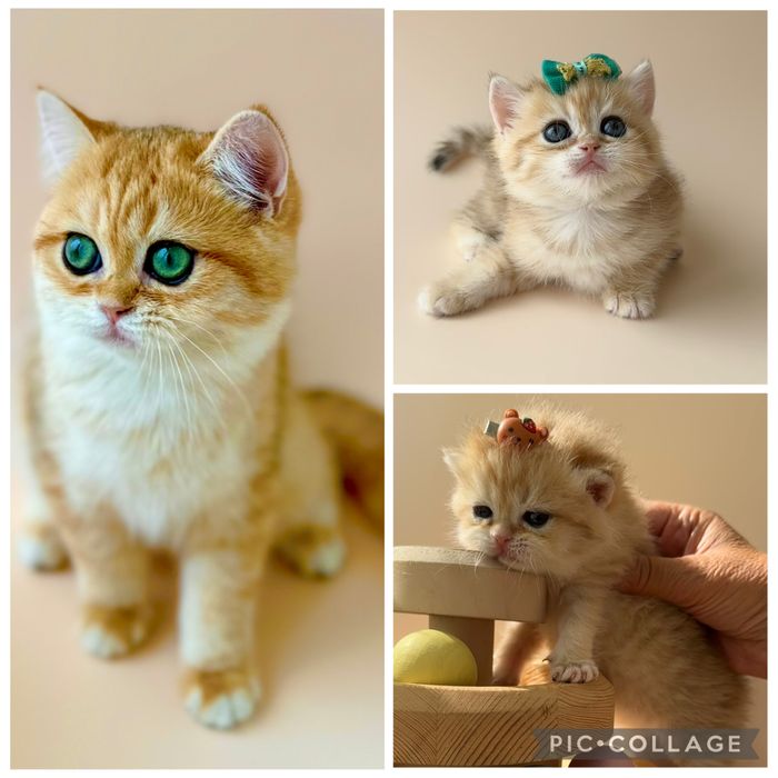 Золотая шиншилла