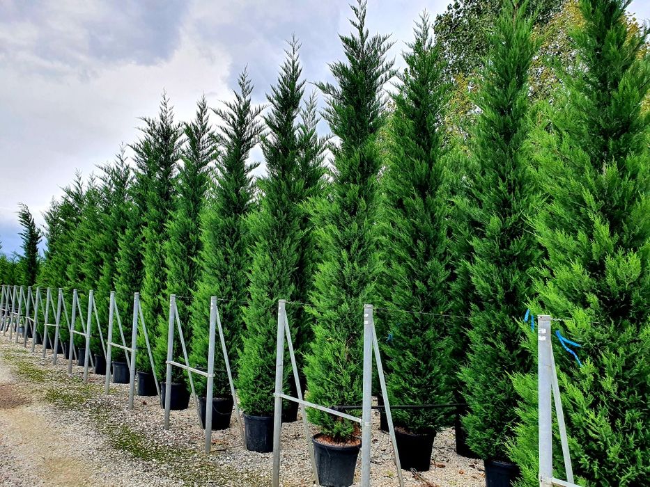 Leylandii, tuia de orice specie.  Brazi