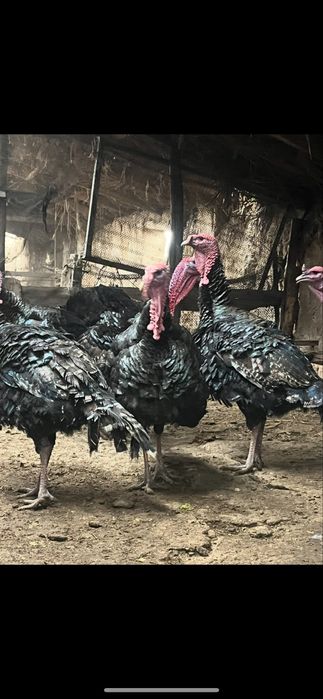 Яйцо индюка Полугибрид