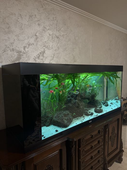 Acvariu Juwel 150 lungime/66 inaltime/50 latime
