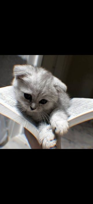 Scottish fold ona bola