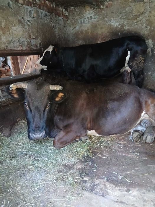 De vanzare vaca Bruna de Maramures (metis) – gestanta in luna a 9-a