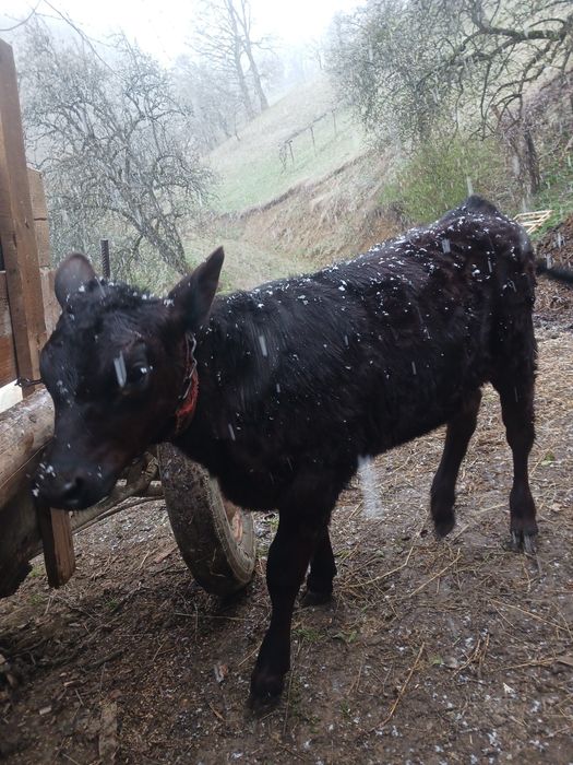 Vând 2 vitele de augus  și 1 vitel stean