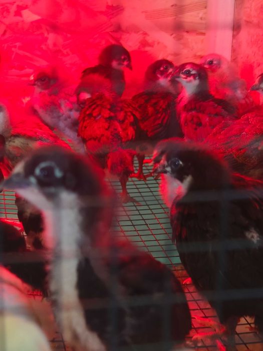 Brahma HD, Porțelan,Albastru,Splash