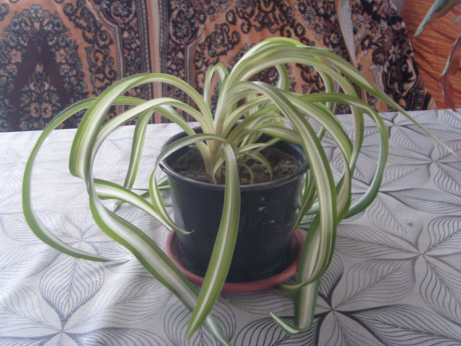 Дървото на живота, молочай бяложилтач, хлорофитум.