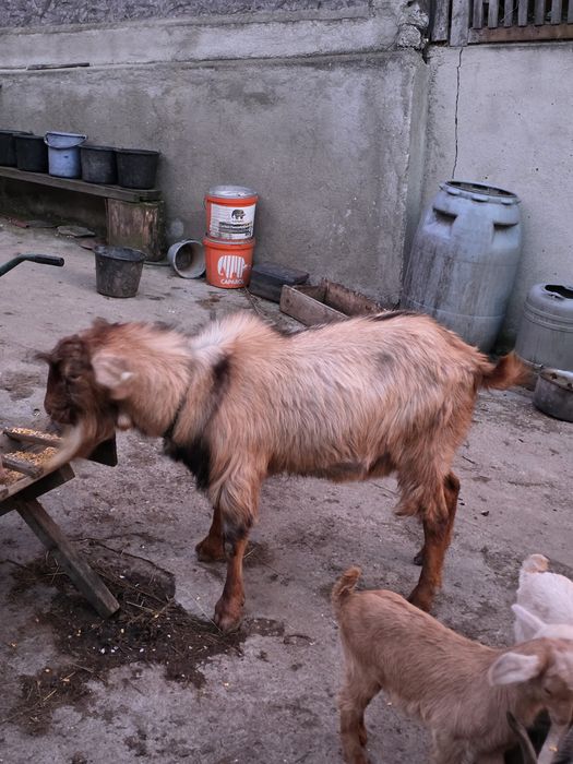 Țap nubian pentru prasila.