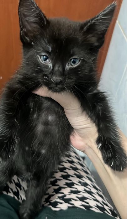 котенок девочка 1.5 месяца