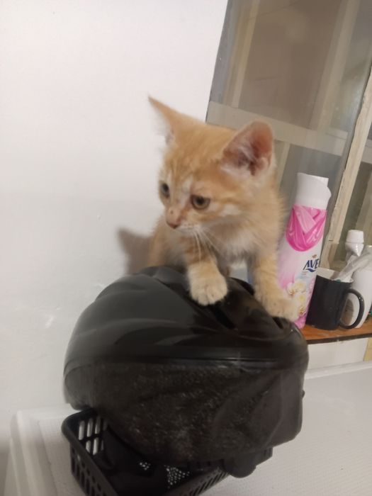 Отдам котят в хорошие руки