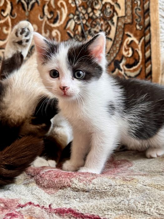 Отдам котенка в добрые руки