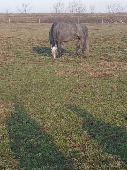 Vând mânza de 3 anii