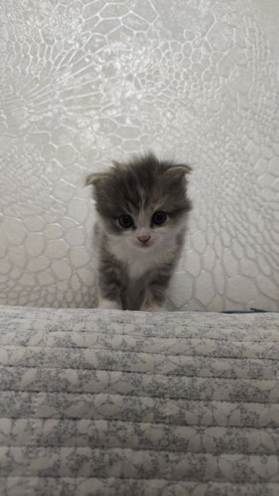 Продам котят, пока только бронь