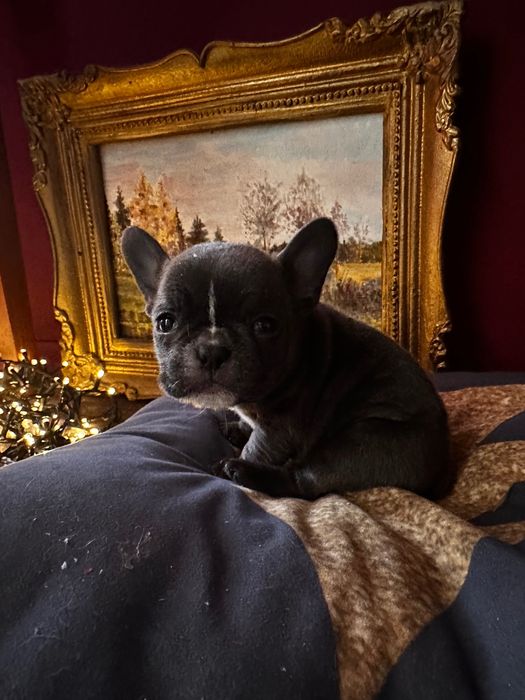 Френски булдог момиче