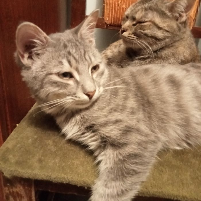 Раздам котят 3,5 месяца. Британцы короткошерстные.