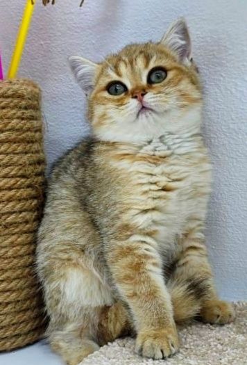 кОтЯта БриТанСкиЕ