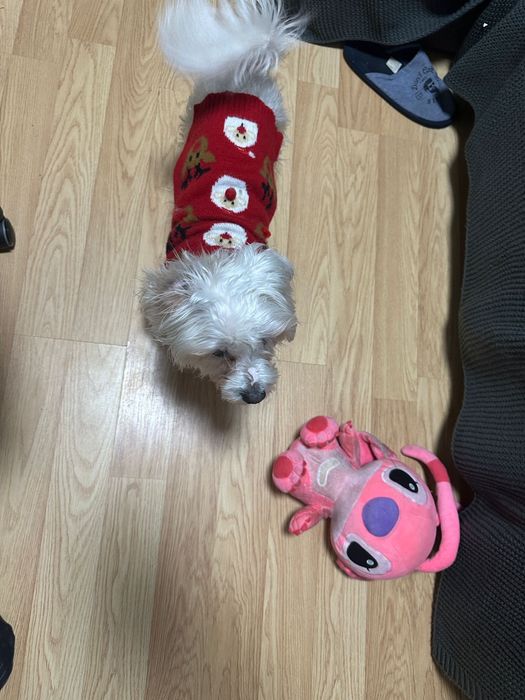 Donam - Mascul 2 ani