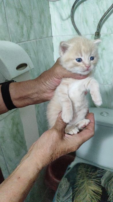 Котята в добрые руки тобыл