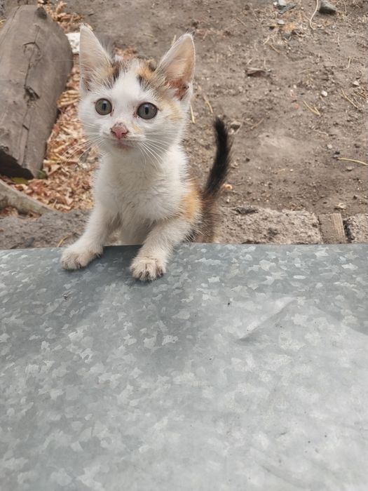 Котенок в дар . Караганда