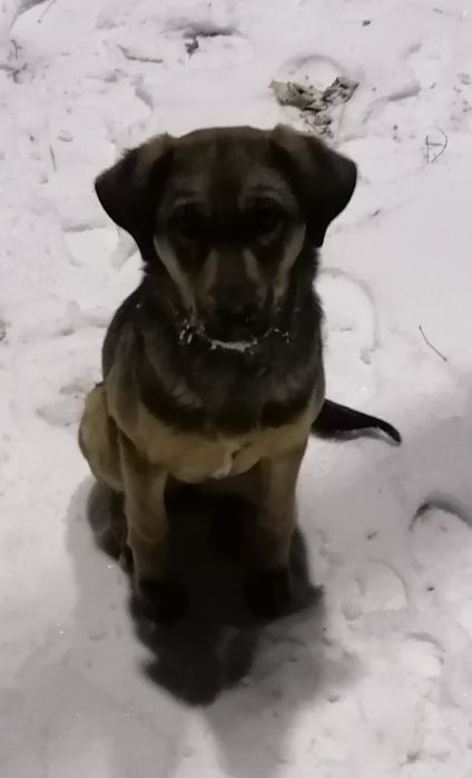 Прелисть очень ищет хозяина Любищего