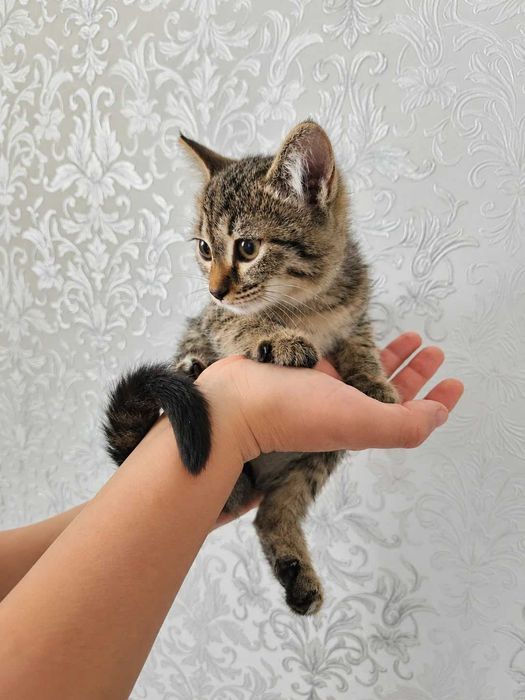 Малышка 3 мес ищет дом