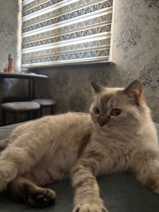 отдам даром кошку