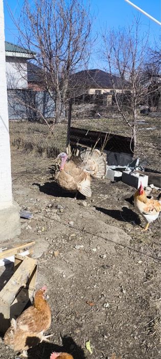 Продам крупногг молодого самца индюка
