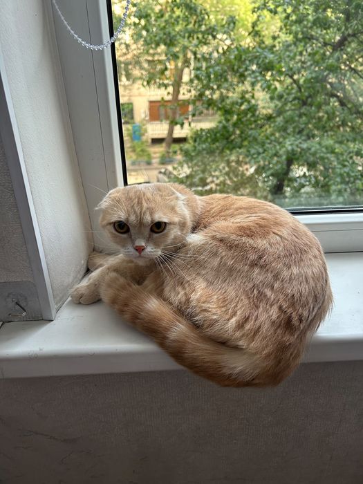 Шотландский фолд кошка