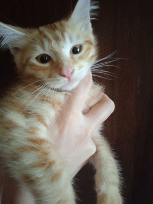 Рыжий котёнок, мальчик, 3 месяца.
