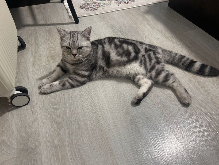 Отдам в хорошие руки