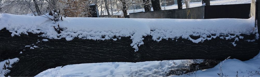 Спилы - Тополя …..