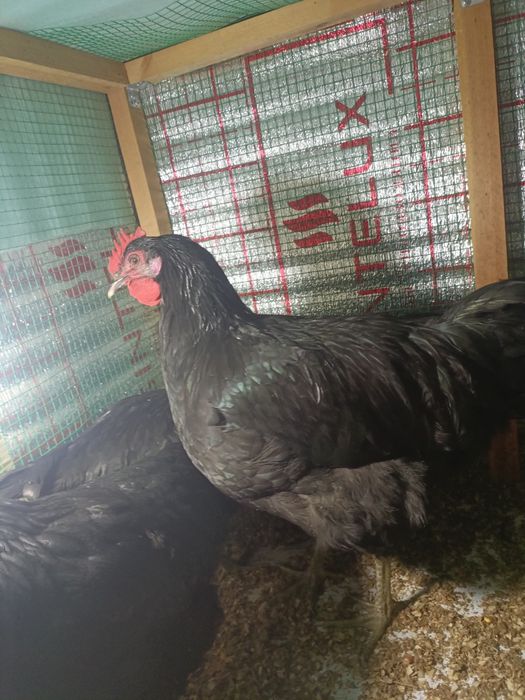 Жерс гигант.     .