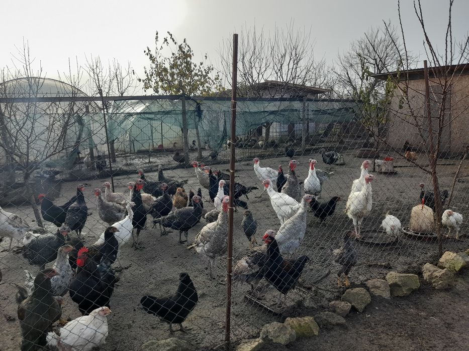 Vand curcani și cocosi