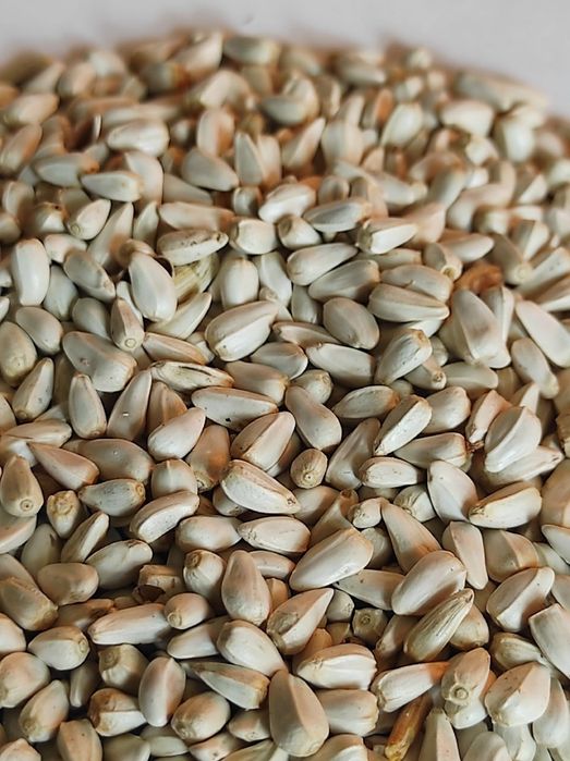 Сафлор.Зерновой клуб!