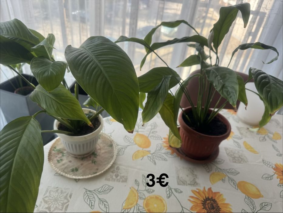 Цветя различни видове -1.50€-9€