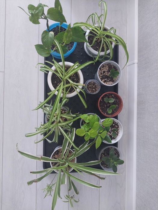 Продам  комнатные цветы