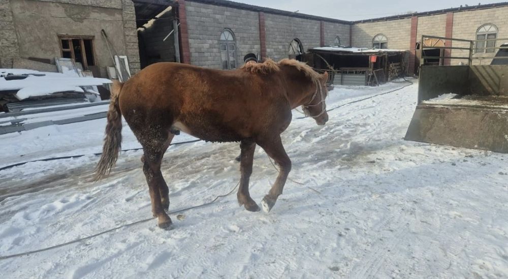 Продаётся лошадь