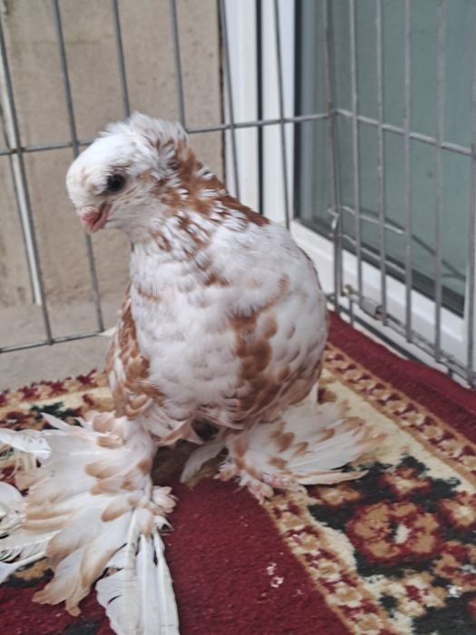 Голубка гульбадам молодая