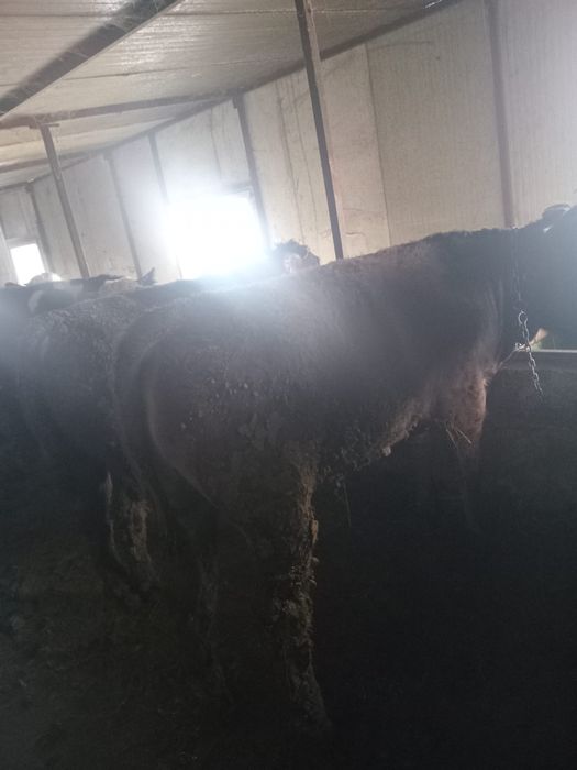 Vand 10 tauri si 2 junci