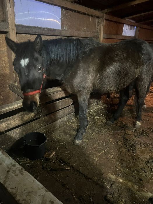 Manza de 2 ani jumate