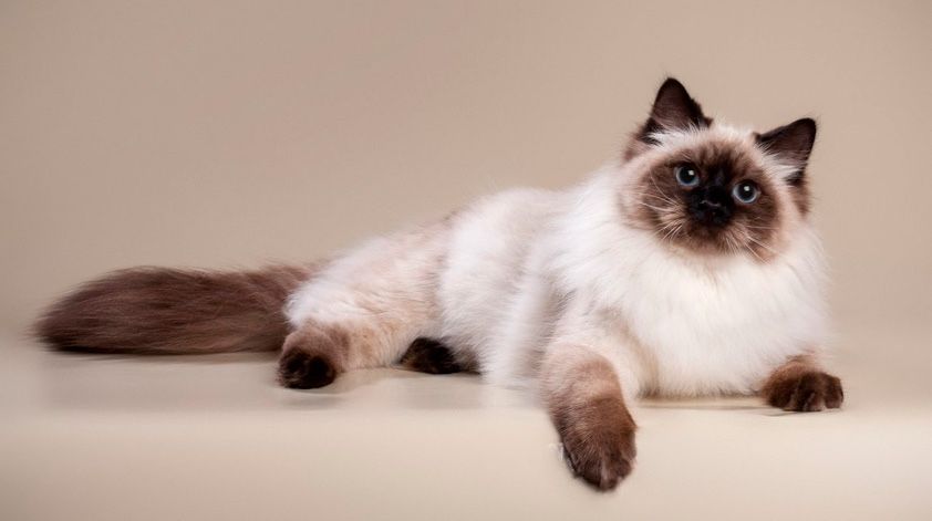 невская маскарадная 5 мес девушка