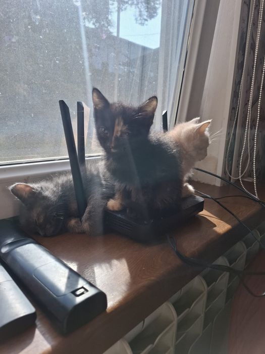 Срочно отдам котят в добрые руки!!!